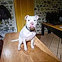 dog, white_dog, table, wooden_table, collar, indoor, stone_wall, tiled_floor, pet, animal, sitting, looking_at_camera, furniture, domestic, house, room, shadow, ear, nose, tail