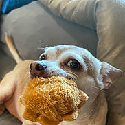 Meeka is registered to the contest to win money with this photo: dog, toy, couch, pet, animal, cute, indoor, fur, whiskers, nose, ears, playful, relaxed, closeup, small_dog, brown, beige, fuzzy_toy, expression, companion
