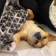 Nori is registered to the contest to win money with this photo: dog, sleeping, blanket, bed, cozy, paw, fur, closed_eyes, resting, indoors, comfort, pet, canine, cute, relaxation, warm, nap, fur_texture, animal, domestic