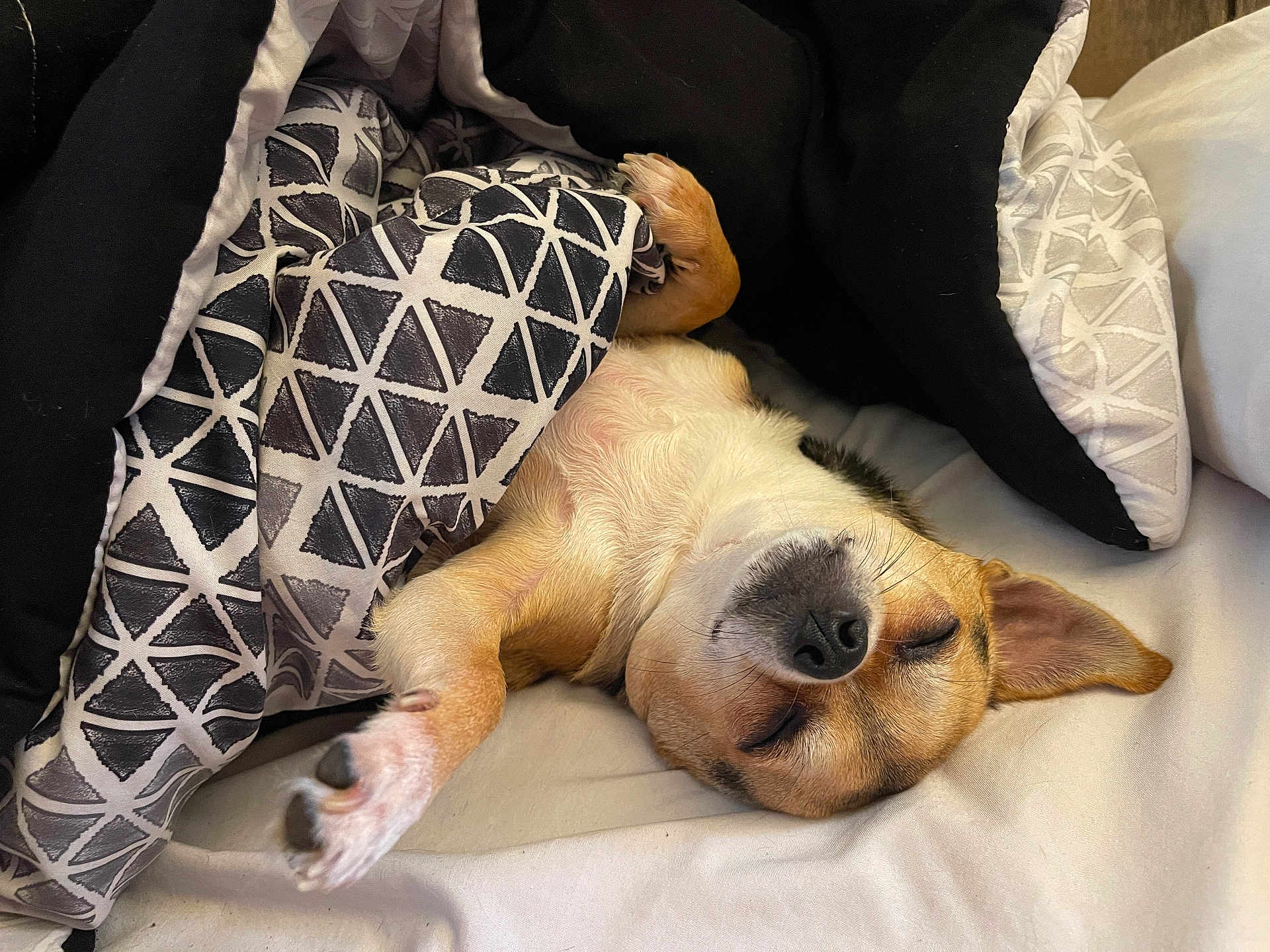 Nori is registered to the contest to win money with this photo: dog, sleeping, blanket, bed, cozy, paw, fur, closed_eyes, resting, indoors, comfort, pet, canine, cute, relaxation, warm, nap, fur_texture, animal, domestic