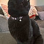 cat, black_cat, pet, indoor, collar, bell, feline, fur, whiskers, sitting, couch, pillow, cozy, curious, looking_up, domestic_animal, furniture, home, closeup, animal