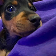 Joey joined the competition — help win amazing prizes! puppy, dog, close_up, black, brown, fur, blanket, purple, cozy, soft, indoor, pet, animal, cute, young, face, snout, whiskers, eye, nose