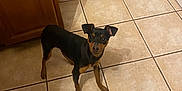Joey joined the competition — help win amazing prizes! dog, small_dog, black_dog, tan_markings, tile_floor, kitchen, cabinet, door, pet, animal, indoor, curious, looking_up, ears_up, shadow, floor_tile, domestic, companion, alert, standing