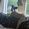 dog, indoor, window, blanket, couch, curtains, daylight, pet, resting, white, black_spots, fabric, home, furniture, relaxation, animal, looking_away, greenery, outside_view, cozy