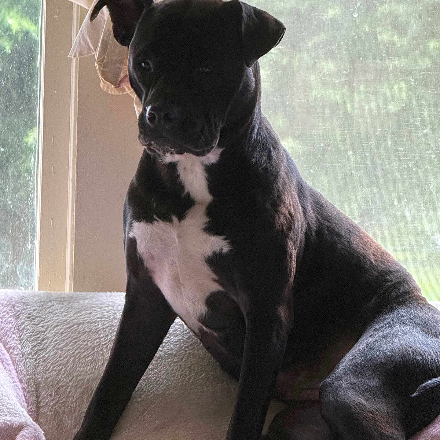 Leia is registered to the contest to win money with this photo: dog, black_dog, white_patch, pet, indoor, window, blanket, resting, animal, canine, sitting, cozy, natural_light, home, fur, paw, portrait, relaxed, comfort, domestic_animal
