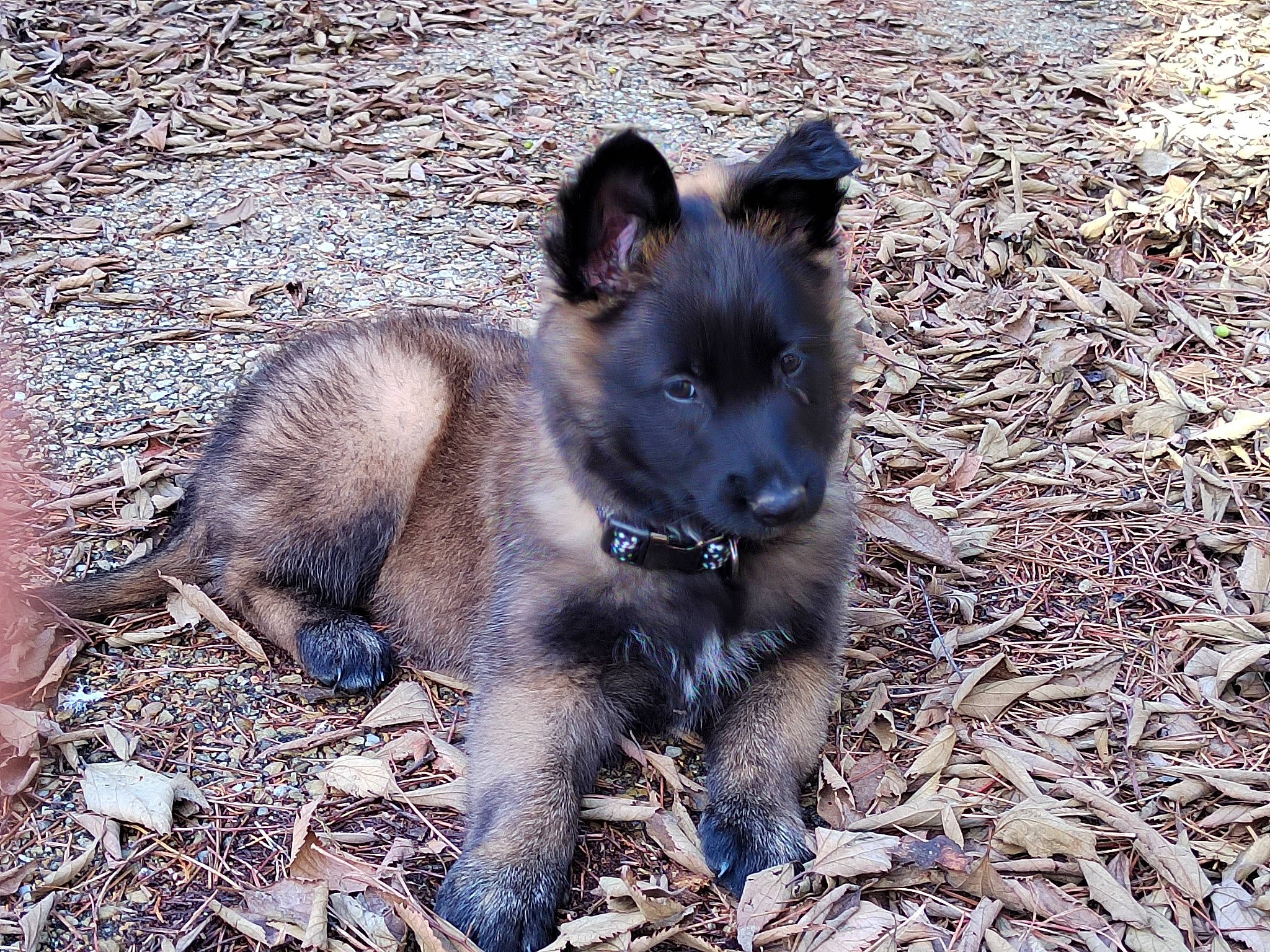 Sanga participe au concours pour gagner de l'argent avec cette photo : canidae, carnivore, dog, dog_breed, fawn, fur, king_shepherd, non_sporting_group, old_german_shepherd_dog, sporting_group, terrestrial_animal, working_animal, working_dog