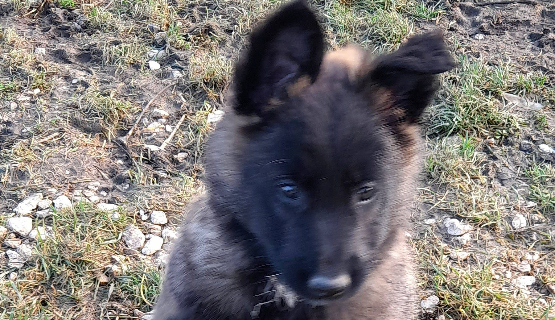 Sanga participe au concours pour gagner de l'argent avec cette photo : black_norwegian_elkhound, canidae, canis, carnivore, companion_dog, dog, dog_breed, fur, german_spitz_mittel, grass, herding_dog, king_shepherd, non_sporting_group, old_german_shepherd_dog, snout, sporting_group, terrestrial_animal, whiskers, working_animal, working_dog