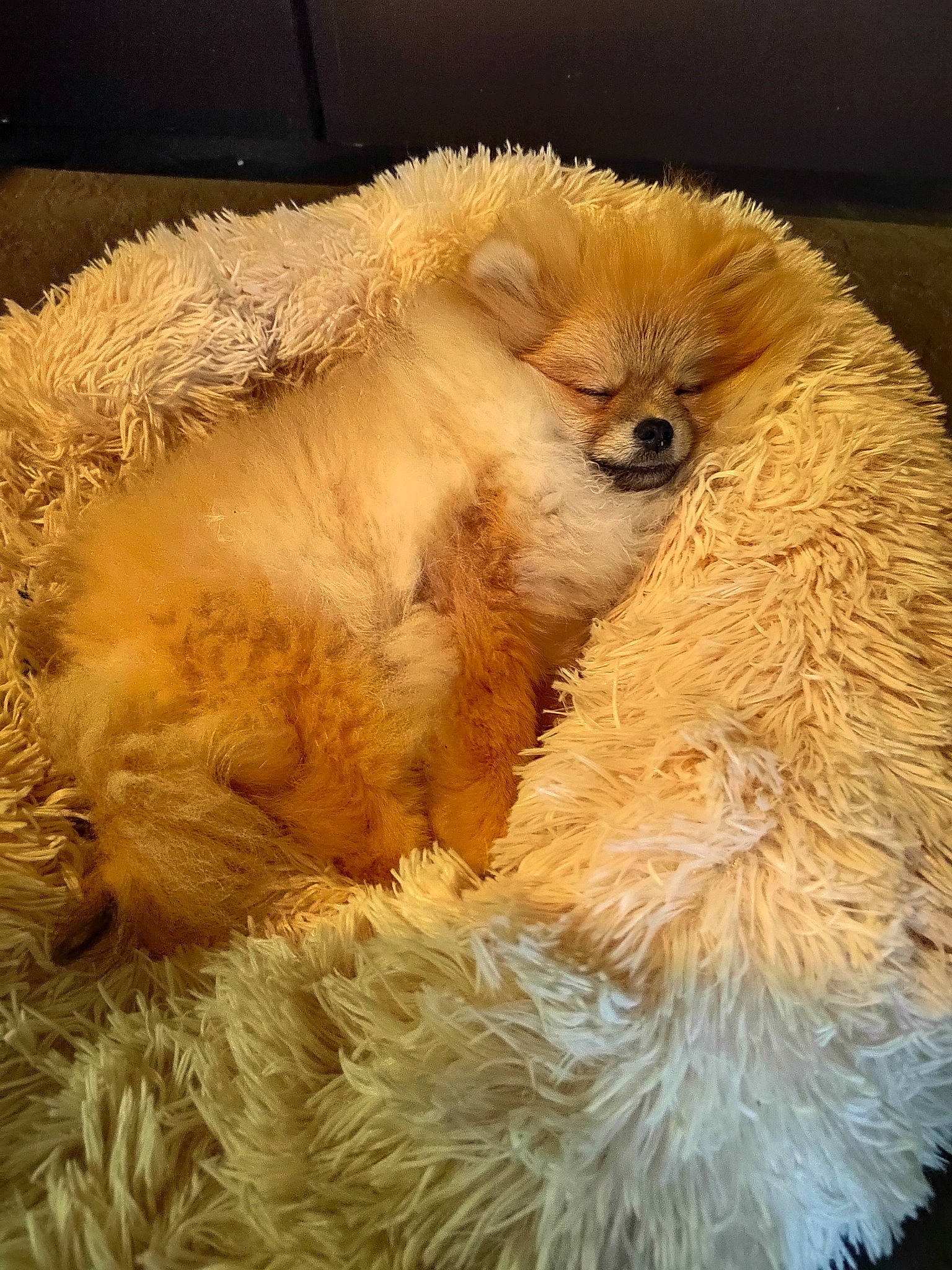 Missy participe au concours pour gagner de l'argent avec cette photo : companion_dog, feather, fiber, fur, natural_material, plush, snout, stuffed_toy, teddy_bear, terrestrial_animal, toy, wool