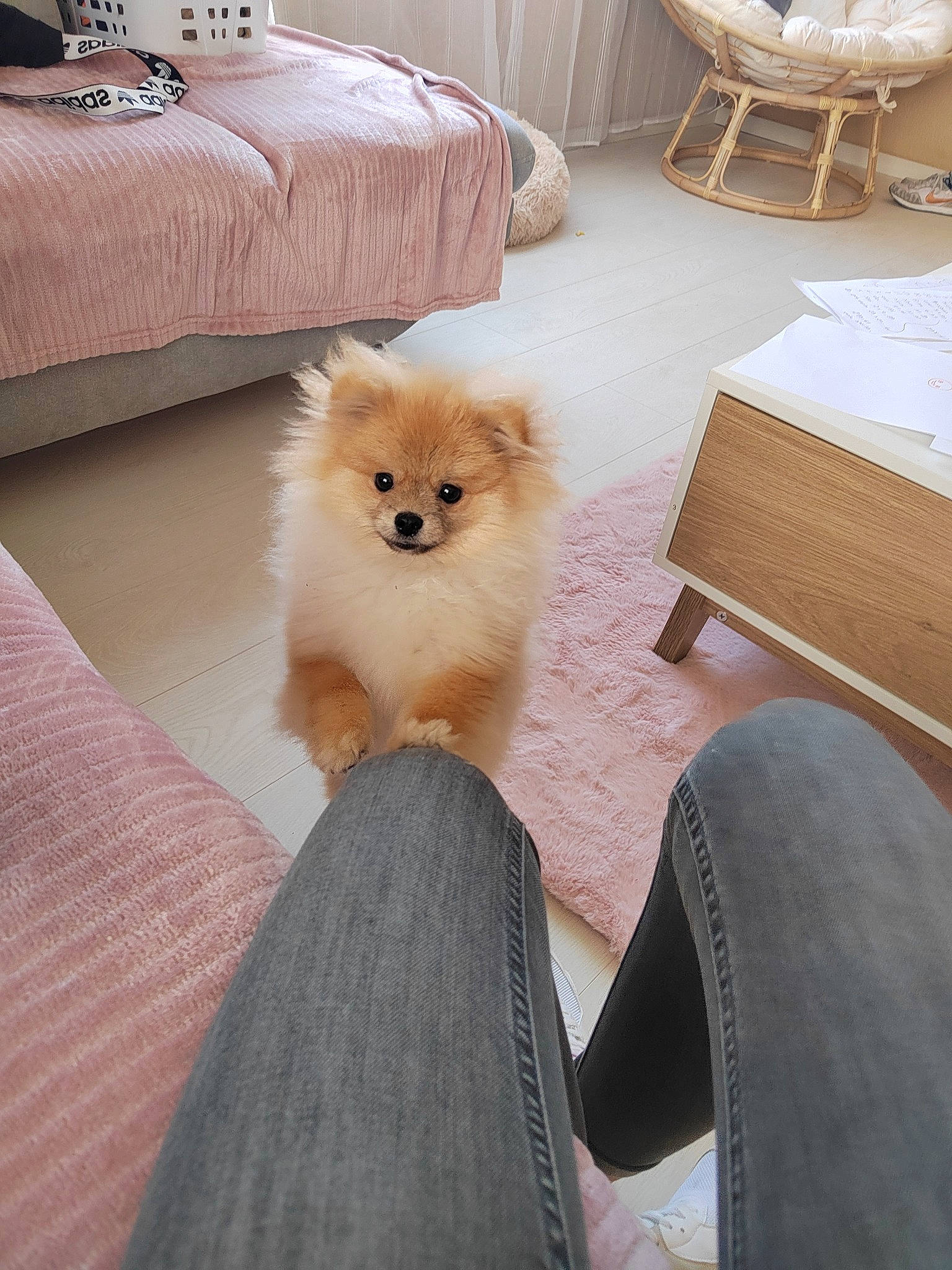 Missy participe au concours pour gagner de l'argent avec cette photo : carnivore, comfort, companion_dog, dog, dog_breed, fawn, felidae, floor, flooring, fur, german_spitz, german_spitz_mittel, hardwood, sitting, spitz, tail, toy_dog, whiskers, wood, working_animal