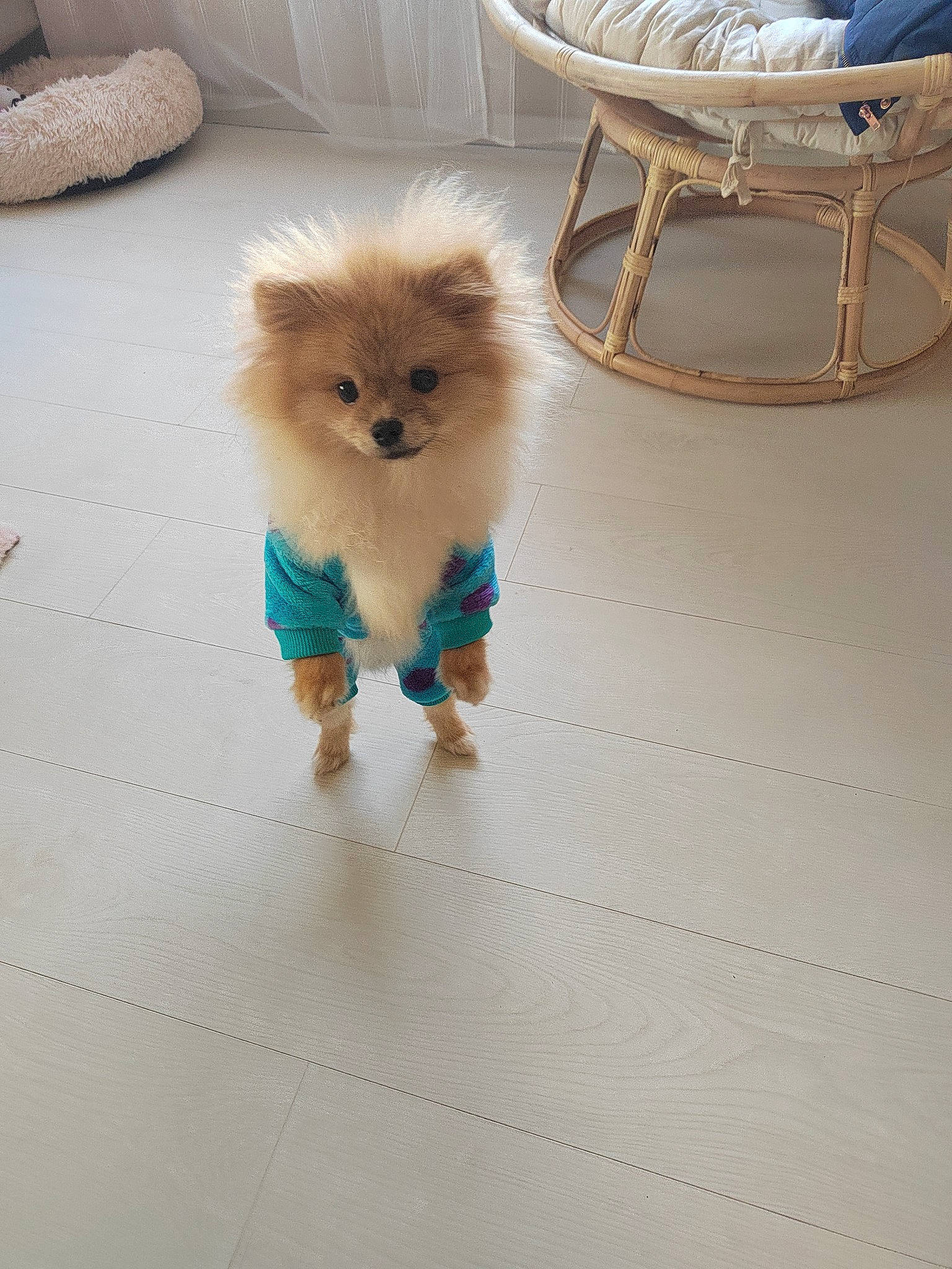 Missy a rejoint le concours — aidez-le/la à gagner de superbes lots ! canidae, carnivore, coffee_table, companion_dog, dog, dog_breed, dog_clothes, dog_supply, fashion_accessory, fawn, flooring, fur, liver, pet_supply, snout, spitz, sporting_group, tail, toy_dog, working_animal