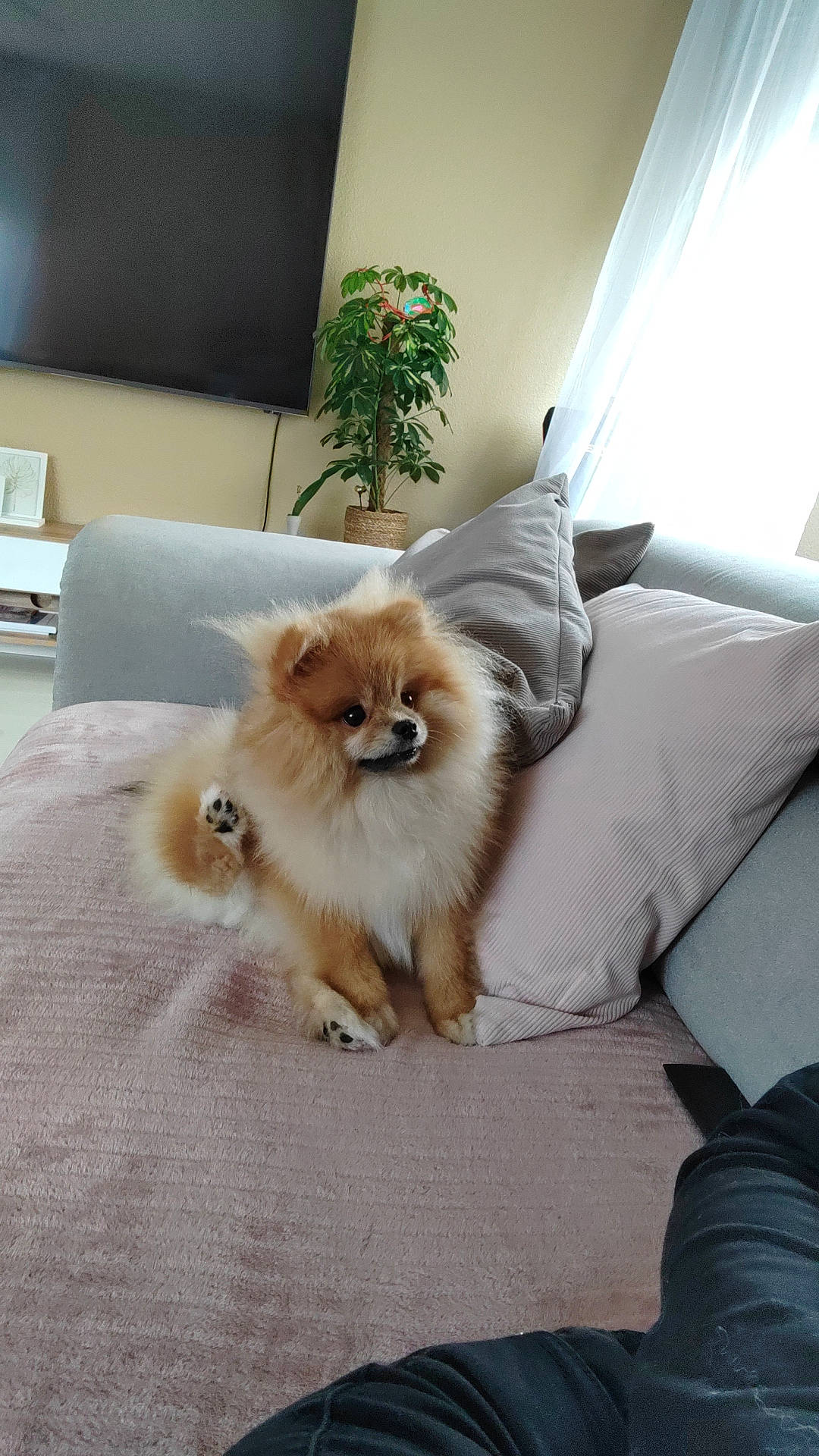 Missy participe au concours pour gagner de l'argent avec cette photo : canidae, carnivore, comfort, companion_dog, couch, dog, dog_breed, fawn, felidae, fur, german_spitz, german_spitz_mittel, plant, spitz, sporting_group, tail, toy_dog, volpino_italiano, whiskers, working_animal
