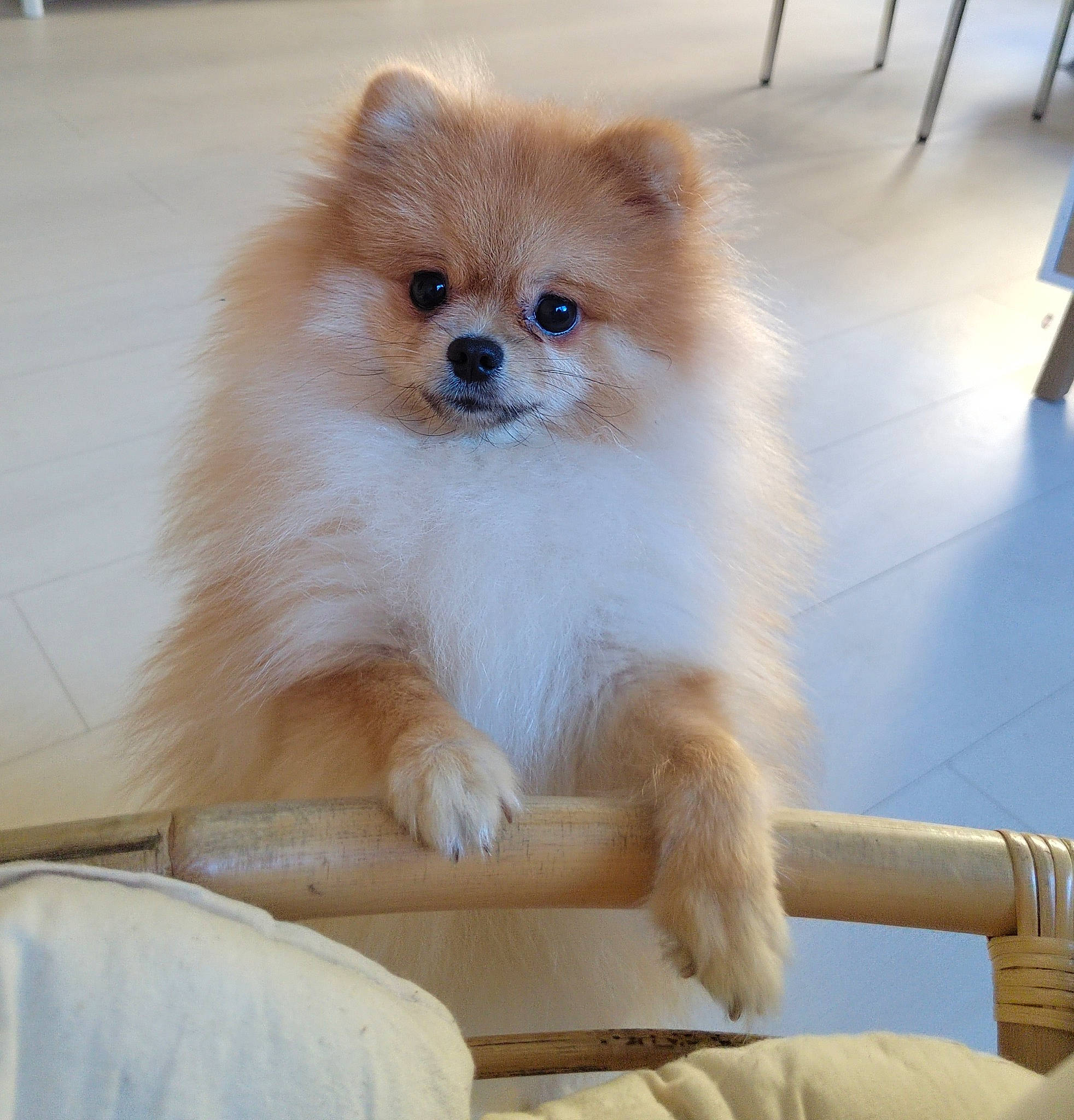 Missy a rejoint le concours — aidez-le/la à gagner de superbes lots ! ancient_dog_breeds, canidae, carnivore, companion_dog, dog, dog_breed, dog_supply, fawn, flooring, fur, german_spitz, german_spitz_klein, non_sporting_group, snout, spitz, sporting_group, toy_dog, volpino_italiano, working_animal