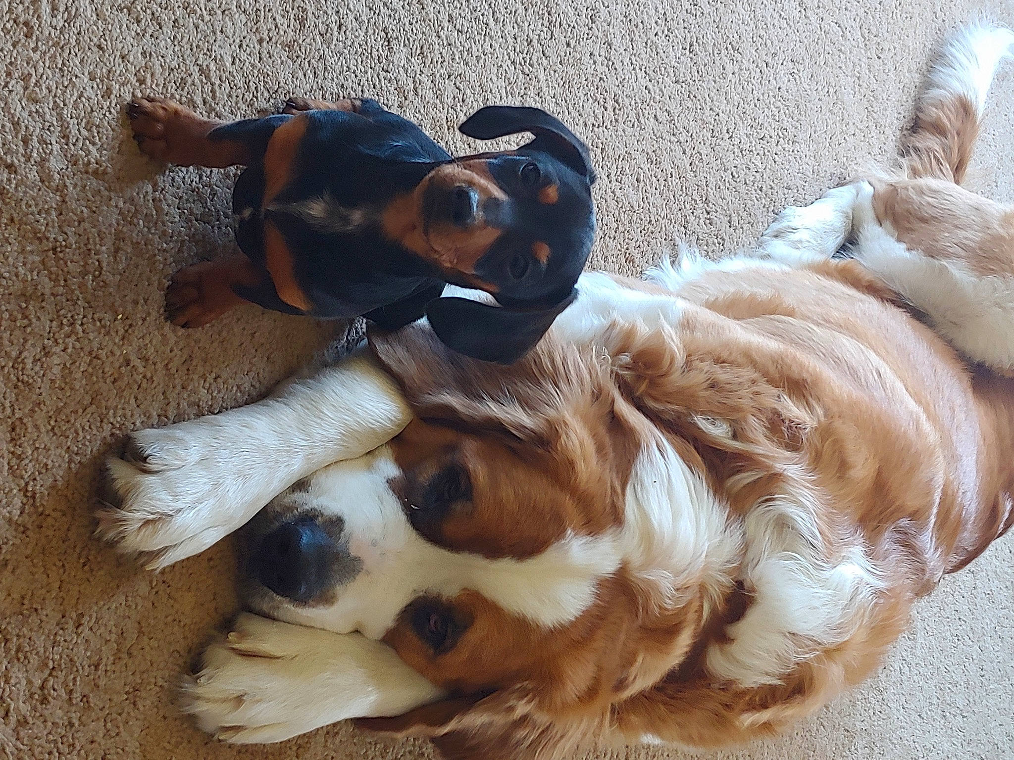 Diamond Reo joined the competition — help win amazing prizes! canidae, carnivore, claw, cocker_spaniel, companion_dog, dog, dog_breed, fawn, fur, hat, liver, paw, puppy, snout, spaniel, sporting_group, tail, toy_dog, wood, working_animal