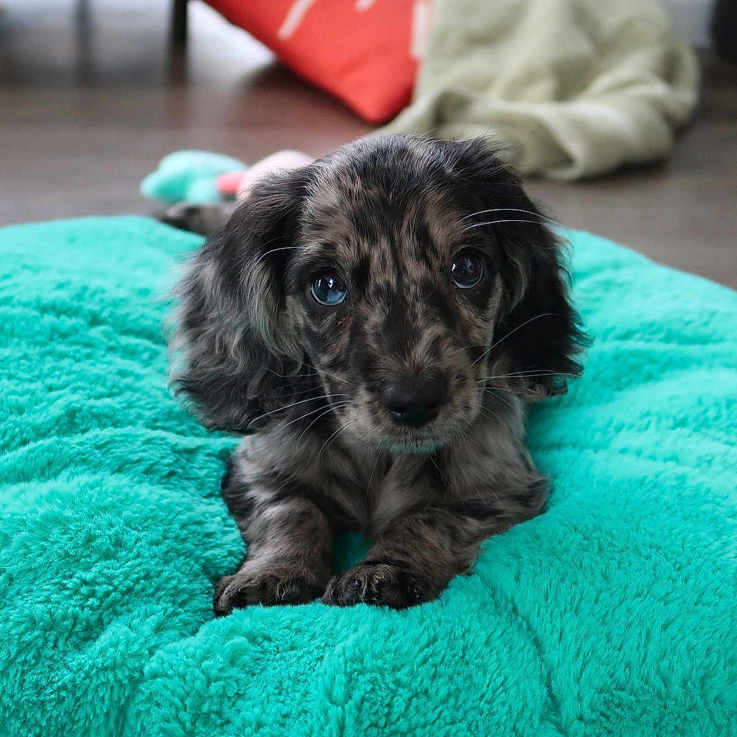 Bowie joined the competition — help win amazing prizes! animal, ball, blanket, canine, cat, cockerspaniel, couch, dog, dogbed, furniture, hound, kitten, papillon, pet, poodle, puppy, sport, tennis, terrier, towel