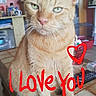 cat, orange_tabby, indoor, countertop, tile, pet, animal, feline, domestic_cat, household, cute, whiskers, ears, eyes, sitting, closeup, love_message, heart, red_text, background