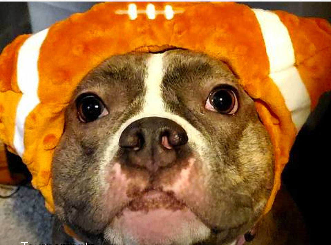 Mika is registered to the contest to win money with this photo: bulldog, canidae, carnivore, close_up, companion_dog, dog, dog_breed, fawn, fur, head, iris, liver, nose, puppy, snout, sporting_group, terrestrial_animal, whiskers, working_animal, wrinkle