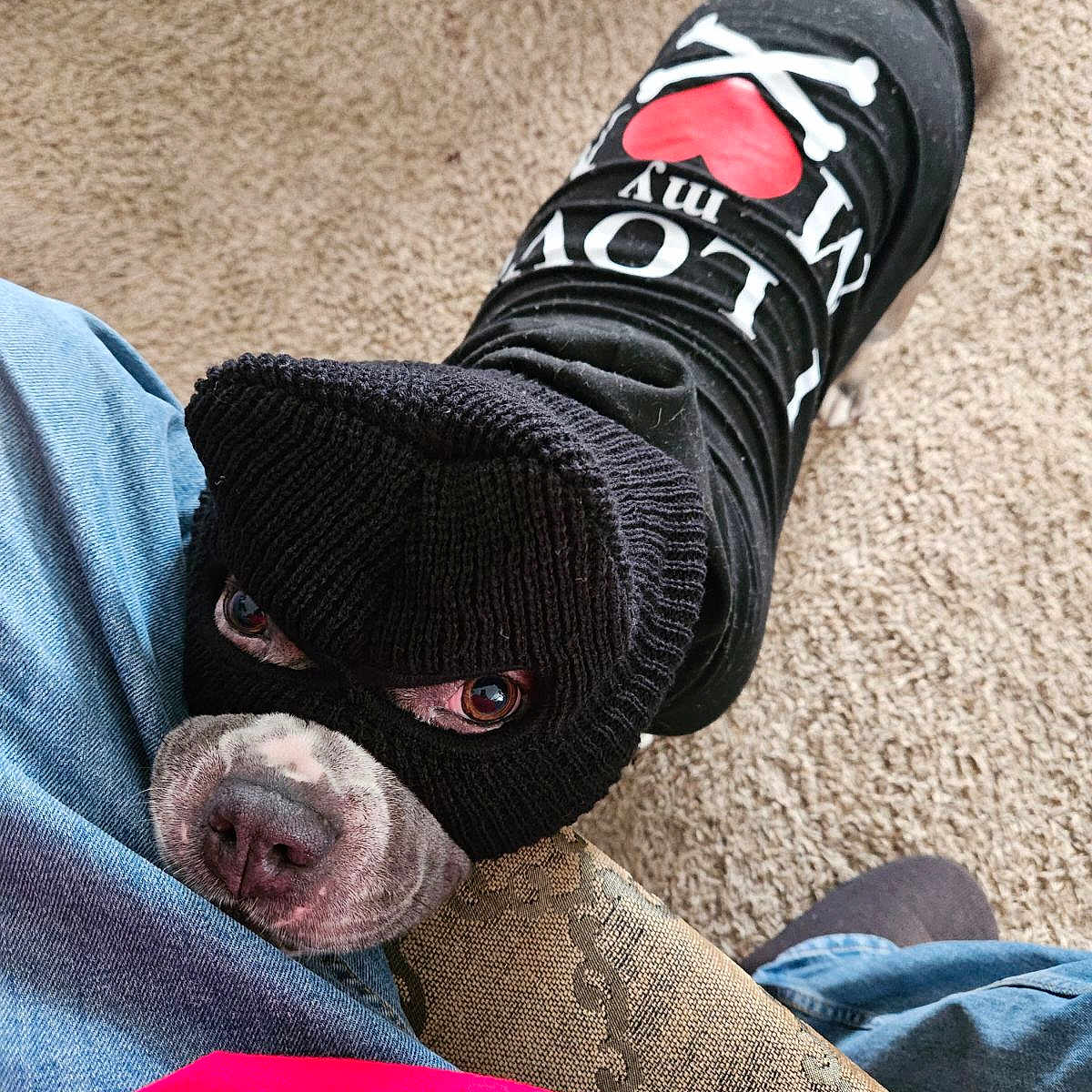 Mika is registered to the contest to win money with this photo: carnivore, comfort, companion_dog, dog, dog_breed, fawn, grey, human_leg, knee, pattern, personal_protective_equipment, plaid, sleeve, snout, sportswear, sunglasses, tartan, thigh, wool, working_animal