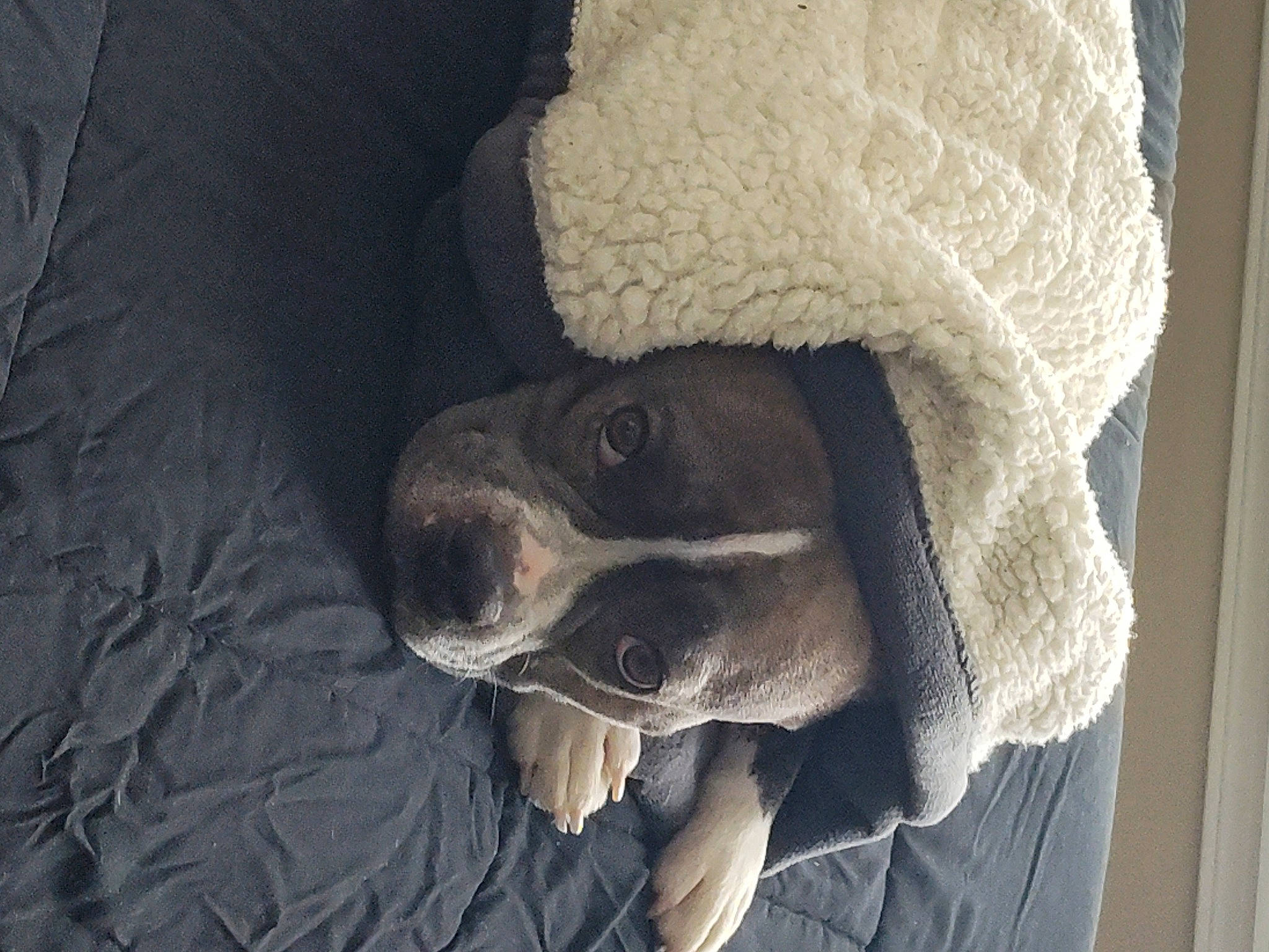 Mika joined the competition — help win amazing prizes! canidae, cap, carnivore, comfort, companion_dog, dog, dog_breed, fawn, fur, grey, linens, small_to_medium_sized_cats, snout, sporting_group, whiskers, window, wood, wool, woolen, working_animal