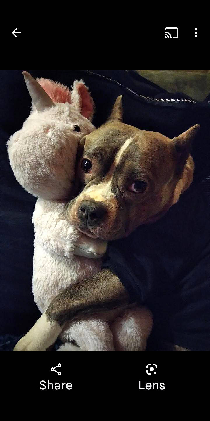 Mika joined the competition — help win amazing prizes! ancient_dog_breeds, canidae, carnivore, companion_dog, darkness, dog, dog_breed, ear, fawn, fur, liver, non_sporting_group, photo_caption, snout, sporting_group, still_life_photography, terrestrial_animal, toy_dog, whiskers, working_animal