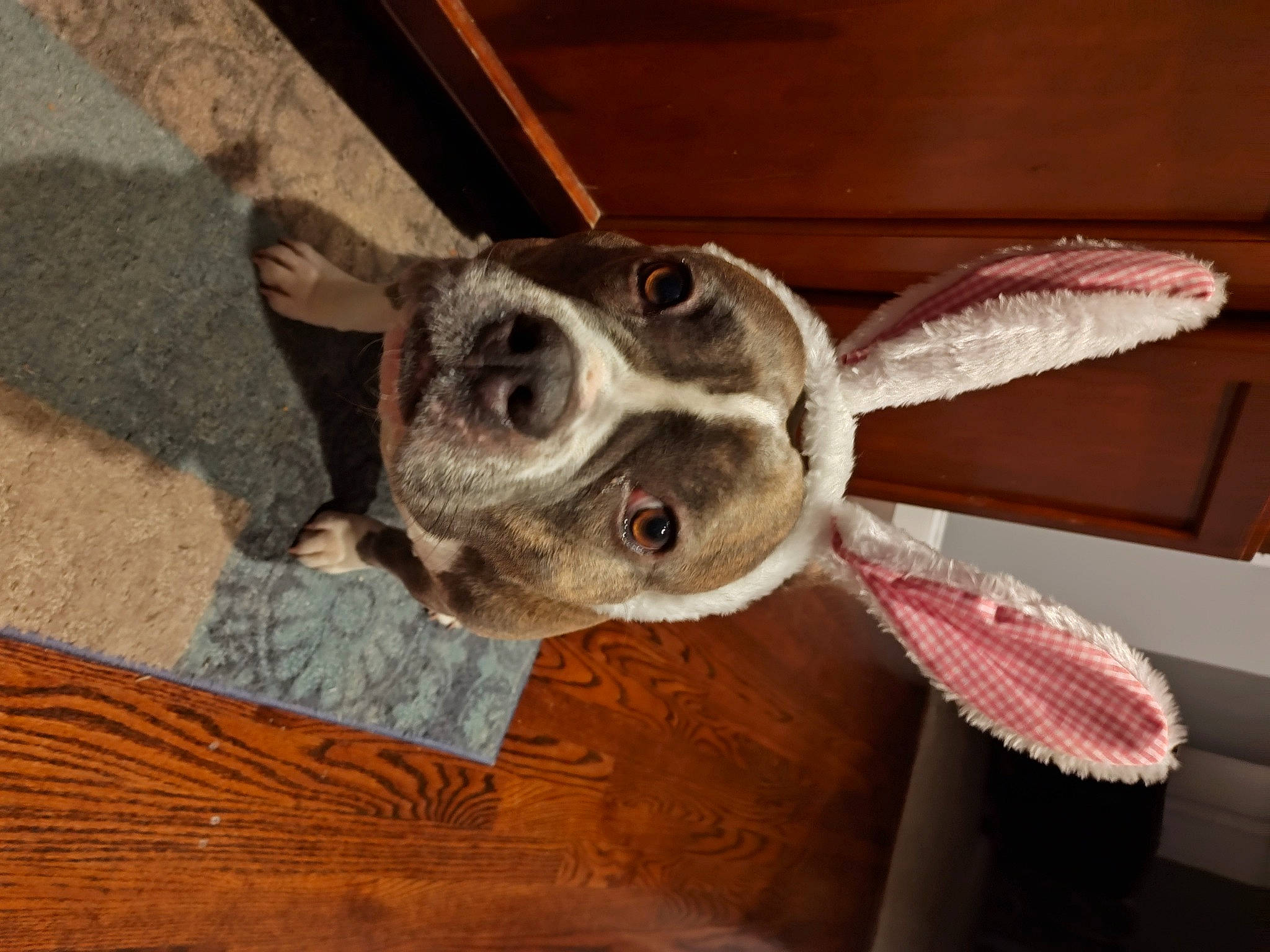 Mika is registered to the contest to win money with this photo: canidae, carnivore, collar, companion_dog, dog, dog_breed, dog_collar, ear, fawn, fur, jaw, non_sporting_group, paw, snout, sporting_group, tail, whiskers, window, wood, working_animal