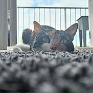 Turtle a rejoint le concours — aidez-le/la à gagner de superbes lots ! animal, balcony, blanket, cat, close_up, cozy, daylight, ears, eyes, feline, furry, indoor, lying_down, nose, pet, portrait, shallow_depth_of_field, tail, whiskers, window