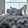 animal, balcony, blanket, cat, close_up, cozy, daylight, ears, eyes, feline, furry, indoor, lying_down, nose, pet, portrait, shallow_depth_of_field, tail, whiskers, window