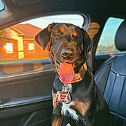 Daisy Mae is registered to the contest to win money with this photo: dog, canine, pet, car_interior, seat, collar, dog_tag, tongue_out, happy, sunlight, window, black_and_tan, sitting, leather_seat, vehicle, domestic_animal, portrait, animal, daylight, warm_light