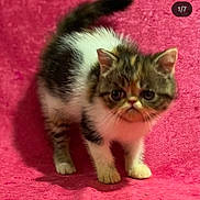 Munchie joined the competition — help win amazing prizes! cat, kitten, pet, fur, tabby, white_fur, pink_background, indoor, portrait, wide_eyes, cute, small, standing, paws, whiskers, fluffy, short_muzzle, looking_at_camera, studio_style, soft_texture