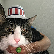 Sylvester is registered to the contest to win money with this photo: cat, tabby_cat, white_cat, hat, patriotic_hat, person, arm, hand, green_bell, close_up, indoor, pet, animal, whiskers, pink_nose, fur, curious, holding, domestic_cat, wall