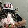 cat, tabby_cat, white_cat, hat, patriotic_hat, person, arm, hand, green_bell, close_up, indoor, pet, animal, whiskers, pink_nose, fur, curious, holding, domestic_cat, wall