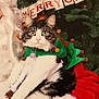Sylvester joined the competition — help win amazing prizes! cat, christmas, holiday, festive, costume, jester_collar, bells, santa_claus, tree, ornaments, banner, celebration, pet, animal, fur, white, black, green, red, indoor