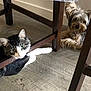 Sylvester is registered to the contest to win money with this photo: animal, black_and_white, brown, cat, companion, curious, dog, ears, floor, fur, home, indoor, looking, paw, pet, relaxed, resting, small_dog, tabby_cat, wooden_chair
