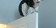 Sylvester is registered to the contest to win money with this photo: cat, door, indoor, black_and_white, curious, animal, pet, feline, balancing, edge, wide_eyes, whiskers, collar, wall, ceiling, doorframe, household, adventure, perch, focused
