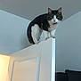 cat, door, indoor, black_and_white, curious, animal, pet, feline, balancing, edge, wide_eyes, whiskers, collar, wall, ceiling, doorframe, household, adventure, perch, focused