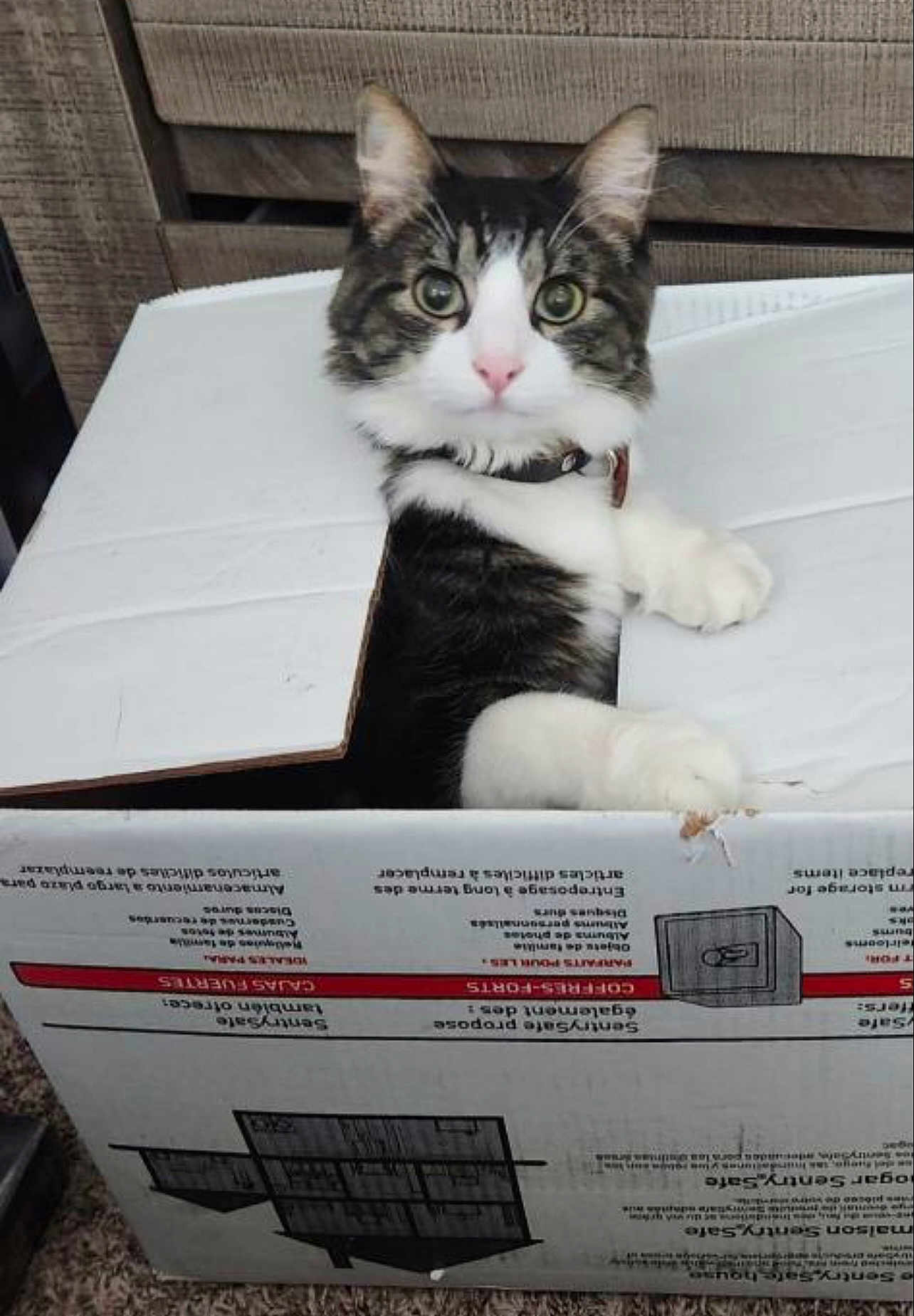 Sylvester is registered to the contest to win money with this photo: cat, cardboard_box, curious, indoor, furniture, carpet, pet, animal, tabby, white_paws, wide_eyes, alert, cute, domestic_cat, sitting, box_flaps, collar, pink_nose, whiskers, fur