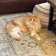 Loki joined the competition — help win amazing prizes! cat, orange_cat, fluffy_fur, indoor, rug, living_room, furniture, couch, table, pouf, relaxed, pet, mammal, home, cozy, floor, resting, animal, cute, feline