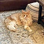 cat, orange_cat, fluffy_fur, indoor, rug, living_room, furniture, couch, table, pouf, relaxed, pet, mammal, home, cozy, floor, resting, animal, cute, feline