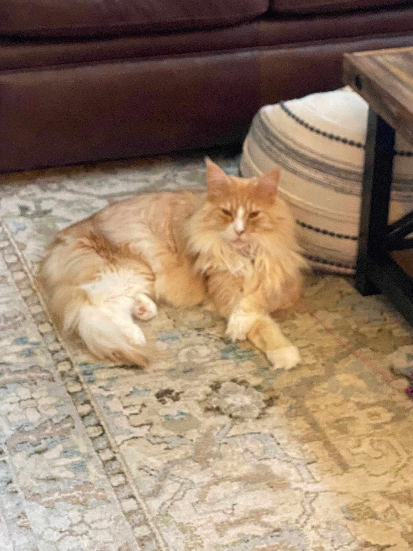 Loki joined the competition — help win amazing prizes! cat, orange_cat, fluffy_fur, indoor, rug, living_room, furniture, couch, table, pouf, relaxed, pet, mammal, home, cozy, floor, resting, animal, cute, feline