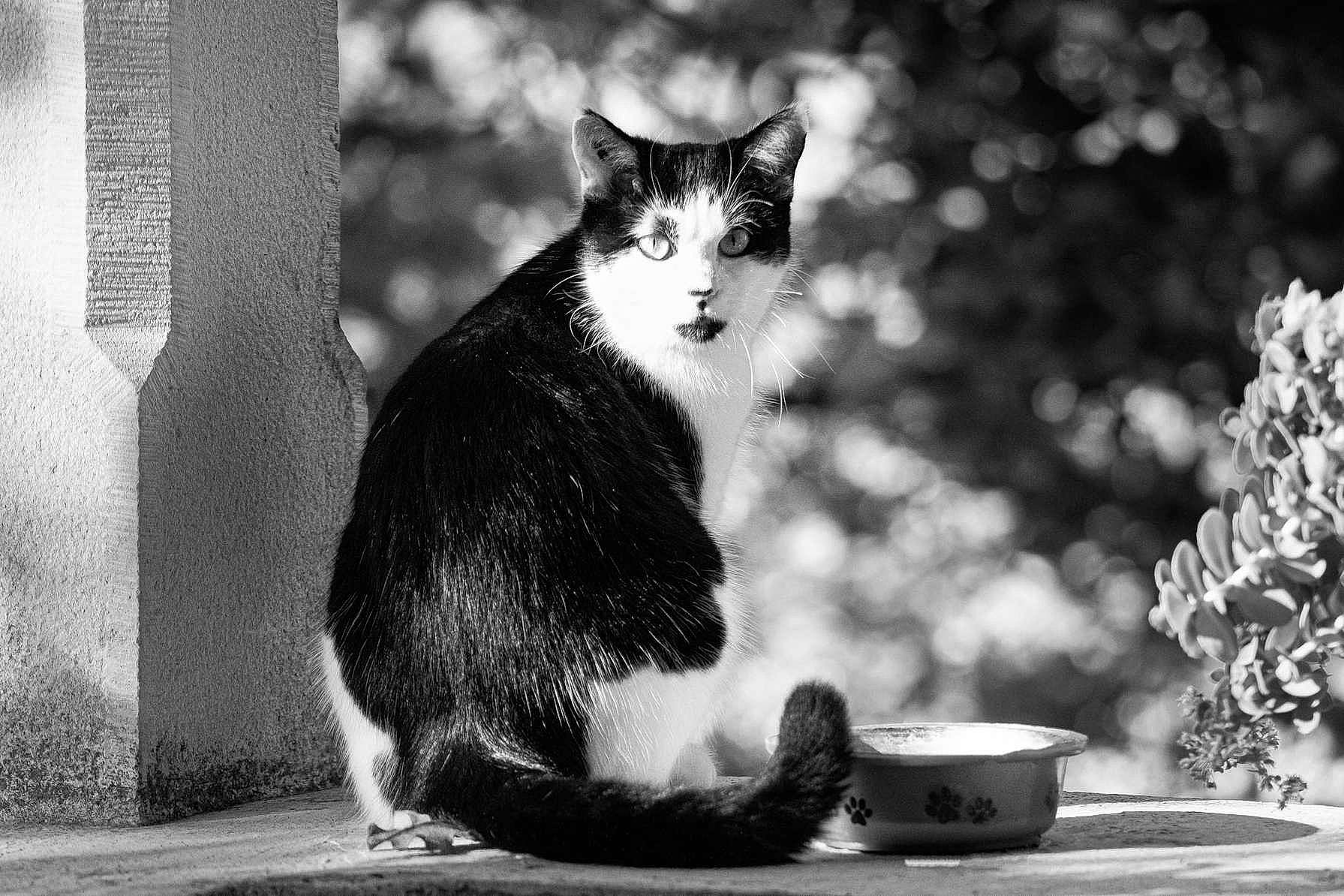 Oasis participe au concours pour gagner de l'argent avec cette photo : black_and_white, carnivore, cat, domestic_short_haired_cat, felidae, fur, grass, monochrome, monochrome_photography, paw, serveware, sitting, small_to_medium_sized_cats, snout, stock_photography, style, tail, terrestrial_animal, tree, whiskers