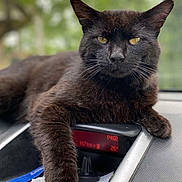 Toutoulle a rejoint le concours — aidez-le/la à gagner de superbes lots ! cat, black_cat, animal, pet, indoor, dashboard, car, paw, fur, whiskers, relaxed, yellow_eyes, closeup, portrait, vehicle, seat, leisure, mammal, companionship, curious
