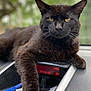 cat, black_cat, animal, pet, indoor, dashboard, car, paw, fur, whiskers, relaxed, yellow_eyes, closeup, portrait, vehicle, seat, leisure, mammal, companionship, curious
