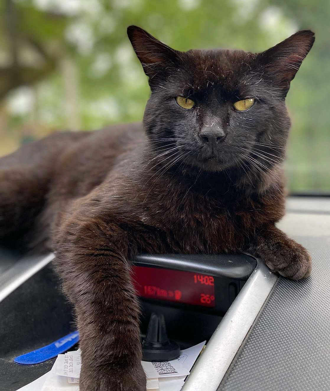 Toutoulle a rejoint le concours — aidez-le/la à gagner de superbes lots ! cat, black_cat, animal, pet, indoor, dashboard, car, paw, fur, whiskers, relaxed, yellow_eyes, closeup, portrait, vehicle, seat, leisure, mammal, companionship, curious