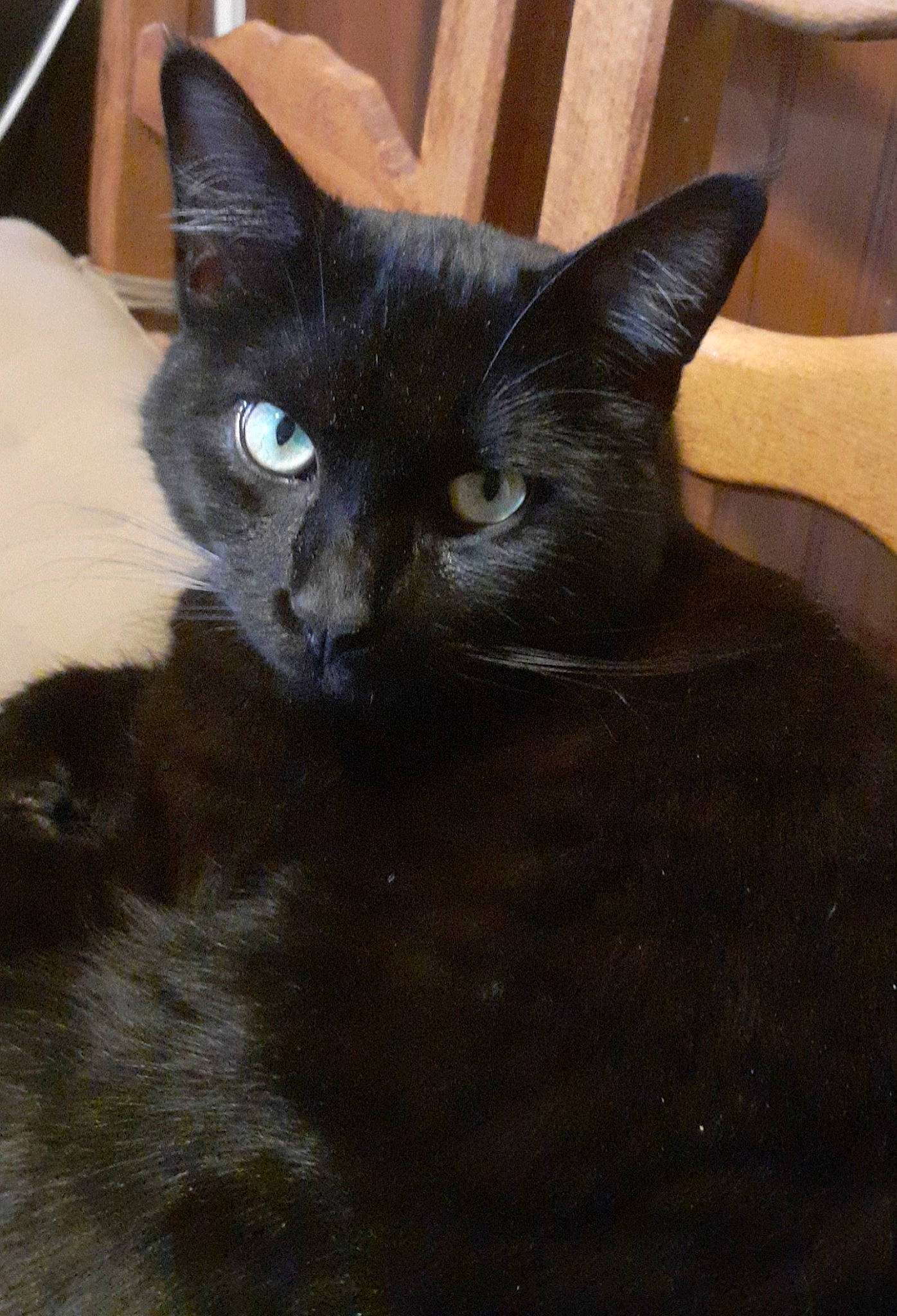 Ratatouille a rejoint le concours — aidez-le/la à gagner de superbes lots ! black_cat, carnivore, cat, comfort, domestic_short_haired_cat, felidae, fur, havana_brown, iris, small_to_medium_sized_cats, snout, terrestrial_animal, whiskers