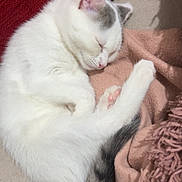 Amaya a rejoint le concours — aidez-le/la à gagner de superbes lots ! cat, kitten, sleeping, white_fur, grey_fur, curled_up, blanket, pink_blanket, red_background, cozy, nap, indoor, pet, fur, cute, resting, small_animal, whiskers, paw, peaceful