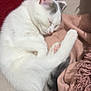 cat, kitten, sleeping, white_fur, grey_fur, curled_up, blanket, pink_blanket, red_background, cozy, nap, indoor, pet, fur, cute, resting, small_animal, whiskers, paw, peaceful
