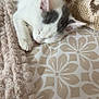 Amaya participe au concours pour gagner de l'argent avec cette photo : cat, kitten, sleeping, bedspread, blanket, white, gray, fur, pet, cozy, indoor, resting, cute, animal, soft, texture, paw, ears, closeup, patterned