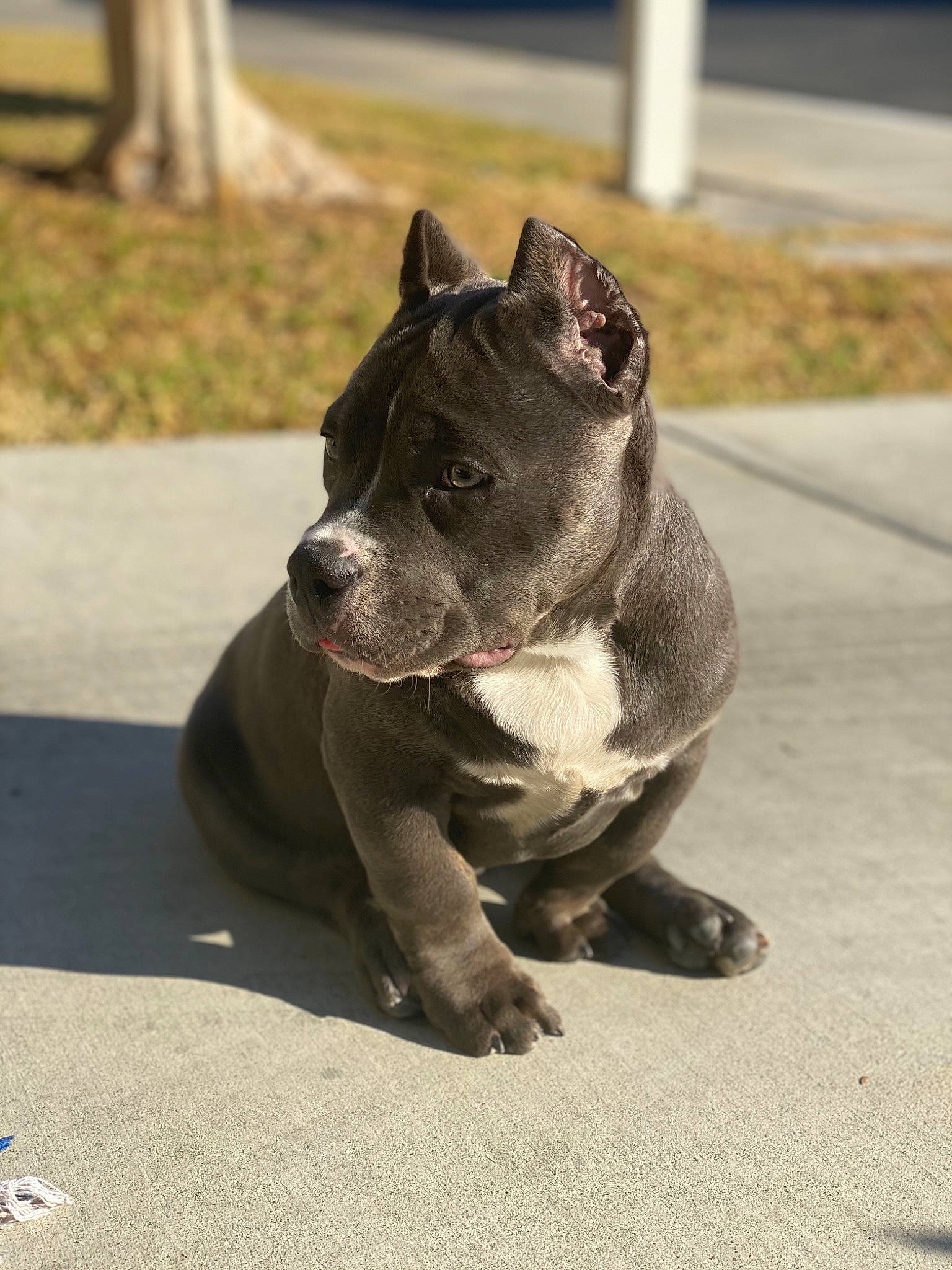 Kookie is registered to the contest to win money with this photo: american_pit_bull_terrier, american_staffordshire_terrier, bulldog, canidae, carnivore, collar, companion_dog, curb, dog, dog_breed, dog_collar, guard_dog, molosser, non_sporting_group, old_english_bulldog, snout, sporting_group, whiskers, working_animal, working_dog