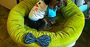 Elvis joined the competition — help win amazing prizes! dog, pet_bed, green, plush, chair, indoor, tiled_floor, small_dog, clothing, white_shirt, blue_sleeves, furniture, cute, pet, animal, cozy, resting, fur, black_dog, brown_dog