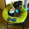 dog, pet_bed, green, plush, chair, indoor, tiled_floor, small_dog, clothing, white_shirt, blue_sleeves, furniture, cute, pet, animal, cozy, resting, fur, black_dog, brown_dog