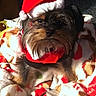 Elvis is registered to the contest to win money with this photo: dog, small_dog, santa_hat, christmas_clothing, holiday, blanket, indoor, pet, fur, cute, festive, cozy, looking_at_camera, animal, portrait, christmas, red_clothing, soft_texture, decor, holiday_season